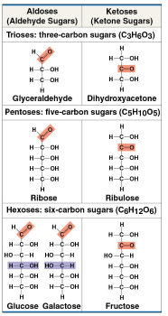 <p>Monosaccharides</p>