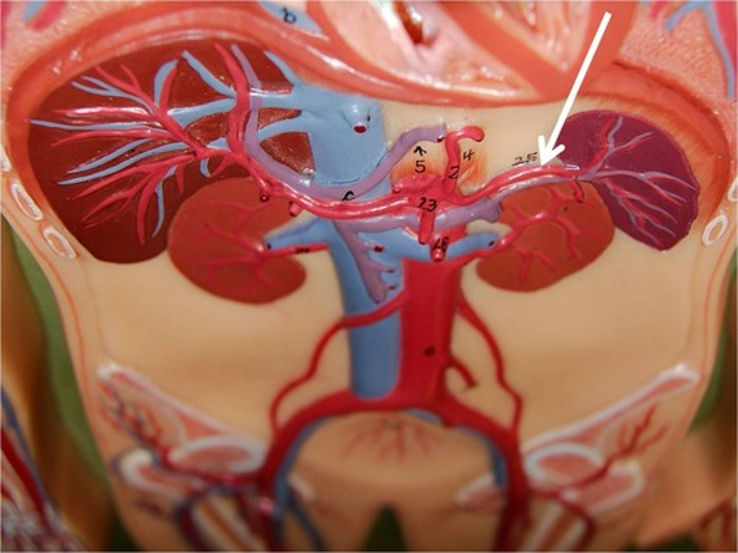 <p>supplies blood to the spleen</p>