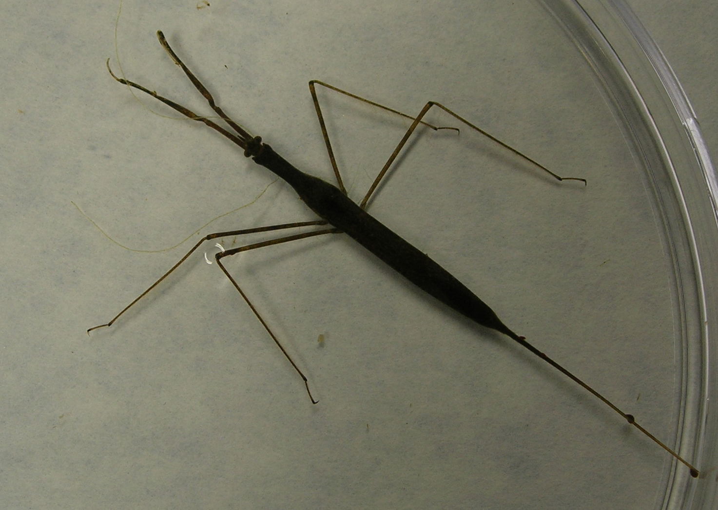 <p>Water Scorpion (class 1)</p>