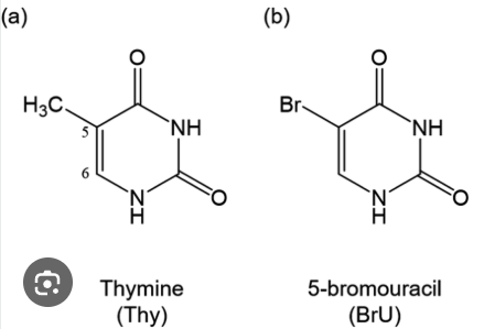 <p><strong>1. Base Analogs (5-bromouracil, 2-aminopurine)</strong></p><p>what does base does 5-bromouracil look like? therefore, what base does 5-bromouracil bind to? </p><p>what does base does 2-aminopurine look like? therefore, what base does 2-aminopurine bind do? </p>