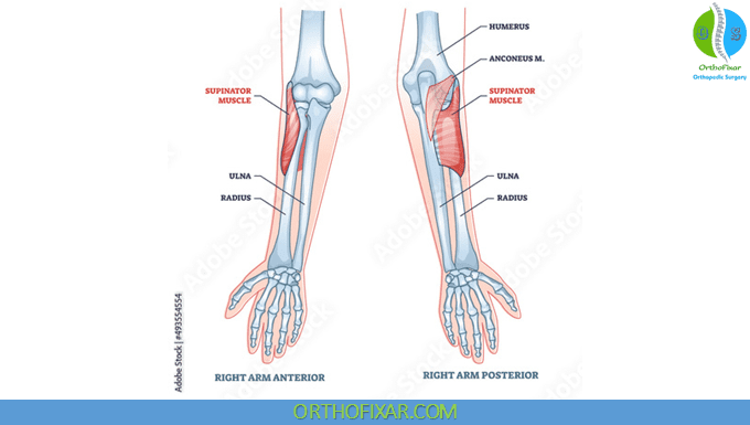 <p>back of forearm, still thumb side</p>