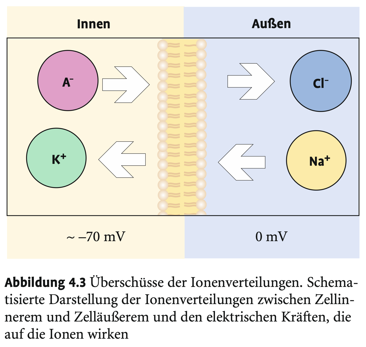 <p>→ K⁺ wird durch negatives Zellinnere angezogen → bleibt innen</p><p class="p1">→ Cl⁻ wird abgestoßen → bleibt außen</p><p class="p1"></p><p class="p1">→ Na⁺ wird angezogen → will einströmen</p><p class="p1">→ Proteine können nicht raus → zu groß</p>