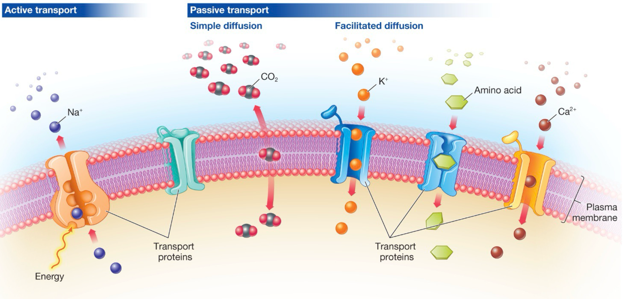 <p>-phospholipid bilayer: hydrophillic heads on the outside, hydrophobic tails on the inside</p><p>-transport proteins</p><p>-receptor proteins</p><p></p>