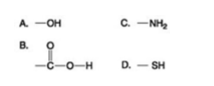 <p>38) Use the figures to answer the question.</p><p class="p1">Which of the functional groups shown helps stabilize proteins by forming covalent cross-links</p><p class="p1">within or between protein molecules?</p><p class="p1">A) A</p><p class="p1">B) B</p><p class="p1">C) C</p><p class="p1">D) D</p>