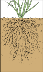- Plants and animals take N in and incorporate it into their body
- Plants: Roots take in NO3 of NH3 from the soil
- Animals: Eat plants or other animals