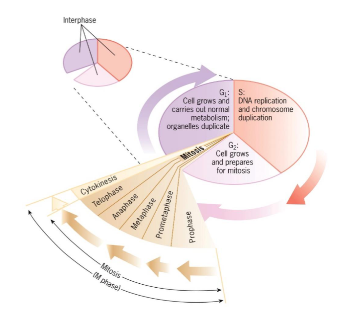 <ul><li><p>occurs between end of S and beginning of mitosis</p></li><li><p>cell grows and prepares for mitosis</p></li></ul><p></p>