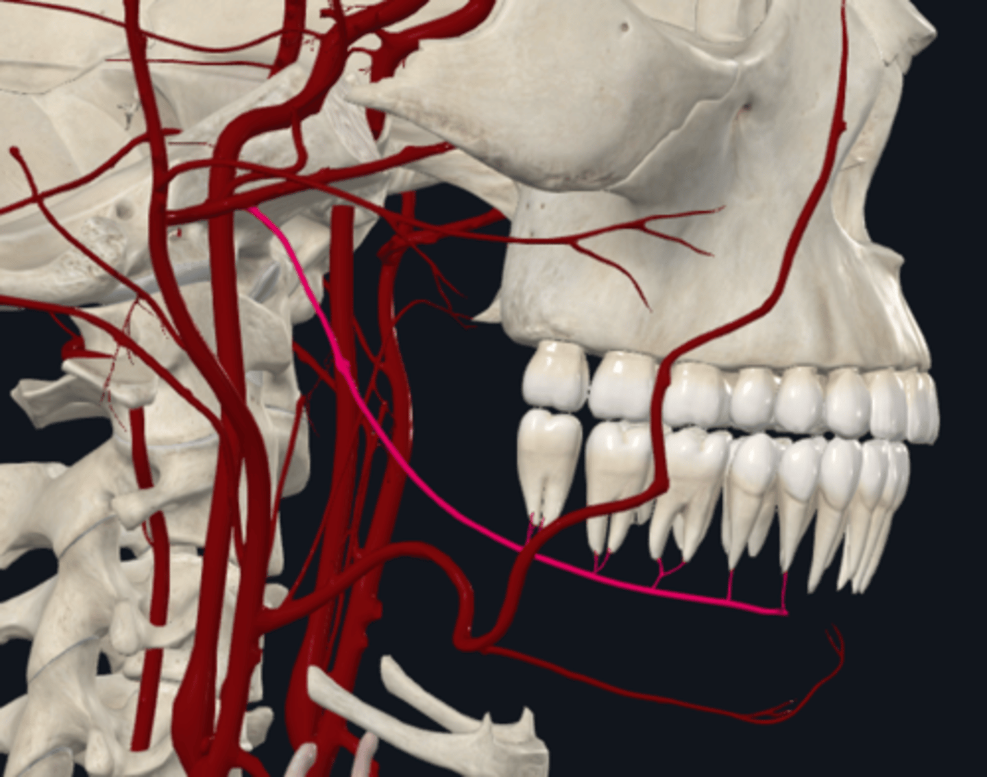 <p><span>What is the Inferior alveolar (Maxillary artery branches) in INFRATEMPORAL FOSSA supplied by?</span></p>