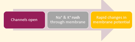 <ul><li><p>Activated by changes in charge of membrane</p></li></ul><p></p>