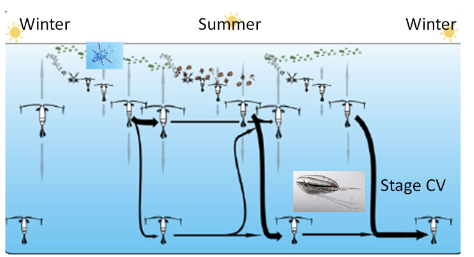 <p><span><span>The copepod life cycle may involve a diapause stage that endures periods</span></span><br><span><span>of food scarcity. The pre-adult stage (CV or copepodid stage five) may</span></span><br><span><span>descend to deep waters and persist in a state of “arrested development,”</span></span><br><span><span>eventually returning to shallow waters to spawn and complete the life</span></span><br><span><span>cycle. Timing of the life cycle is often seasonal but varies by location</span></span></p>