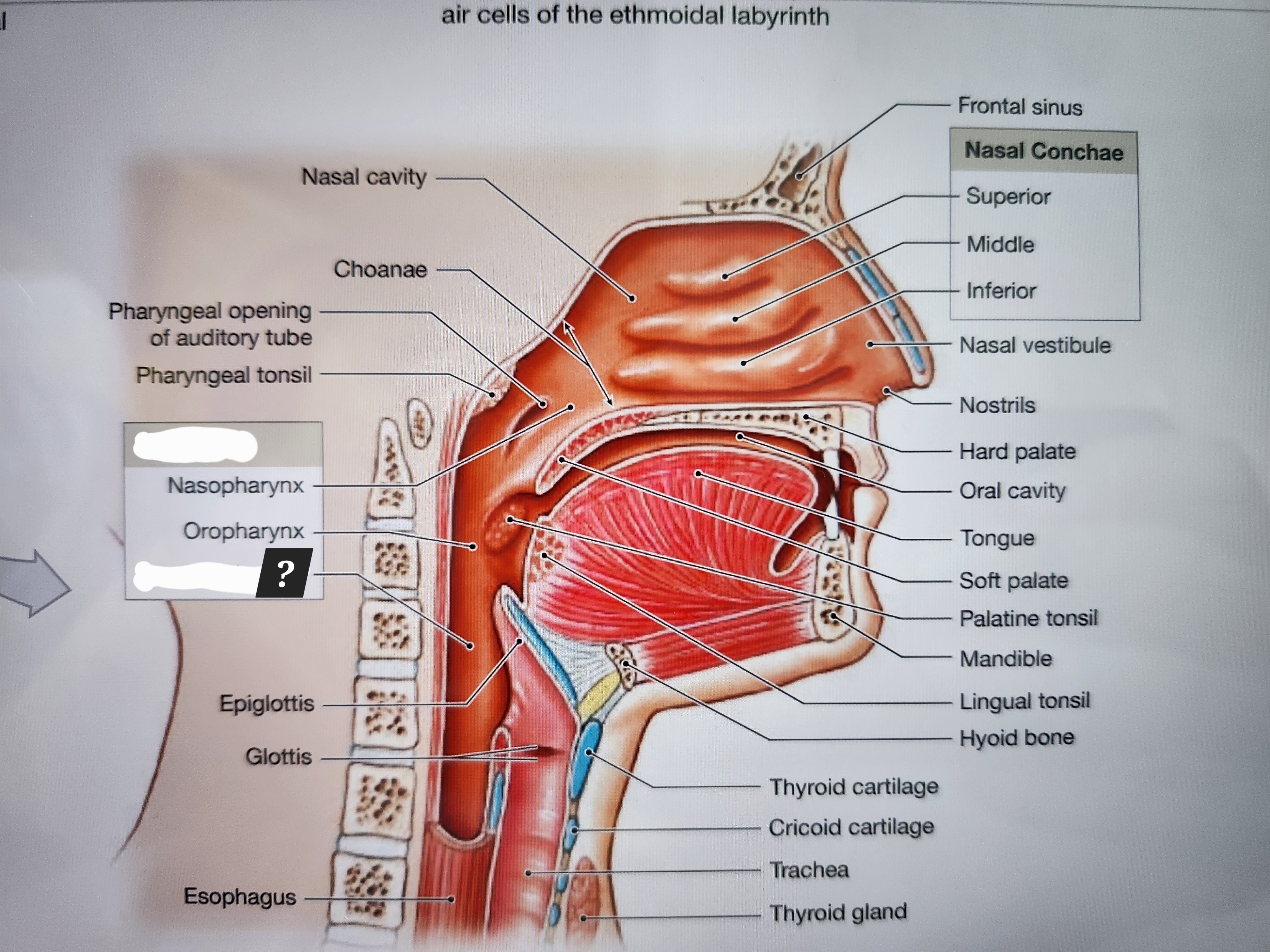 knowt flashcard image