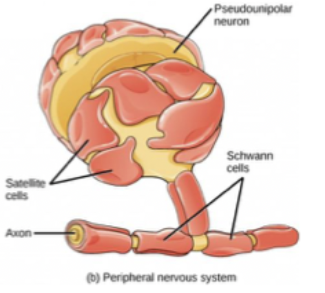 <p>50 billion glia in human brain</p><ul><li><p><strong>Shwann cells</strong> form myelin sheath </p></li><li><p><strong>Satellite cells </strong>provide nutrients and structural support to neurons </p></li></ul><p></p>