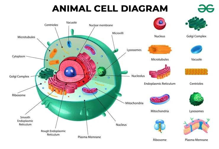 <p>Cell membrane, cytoplasm, lysosomes, mitochondria, endoplasmic reticulum, ribosomes, golgi apparatus, nucleus</p><p>cclmergn</p>