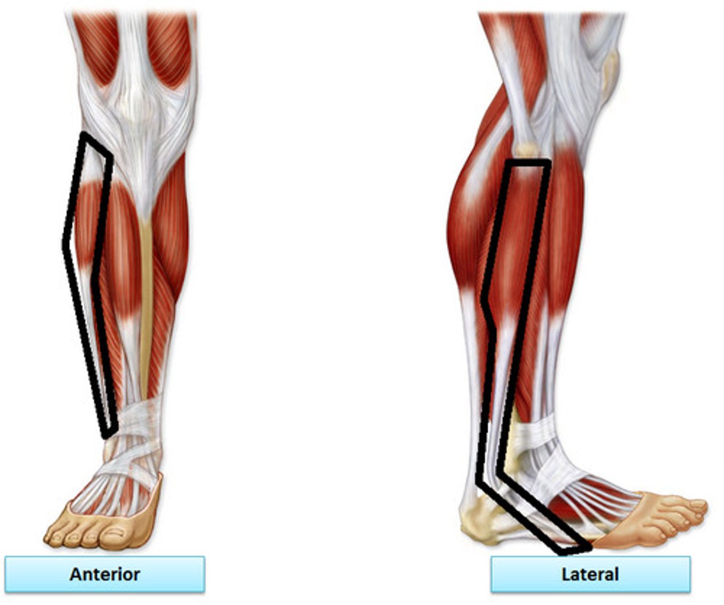 <p>Origin: Head and superolateral fibula</p><p>Insertion: Base of the first metatarsal</p>