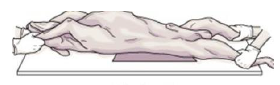 <p>A position in which the animals are placed lying down on back</p>
