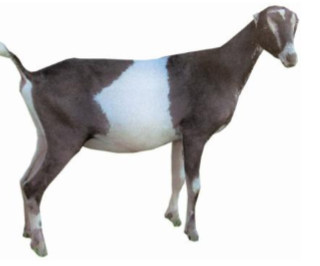 <p><span style="color: rgb(8, 7, 7);"><span>Origin: U.S.A.</span></span><span style="color: rgb(8, 7, 7);"><br></span><span style="color: rgb(8, 7, 7);"><span>Color: Multiple</span></span><span style="color: rgb(8, 7, 7);"><br></span><span style="color: rgb(8, 7, 7);"><span>Ears: Very short ears</span></span><span style="color: rgb(8, 7, 7);"><br></span><span style="color: rgb(8, 7, 7);"><span>Gopher ears less than or equal to 1 inch long with little to no cartilage</span></span><span style="color: rgb(8, 7, 7);"><br></span><span style="color: rgb(8, 7, 7);"><span>Elf ears less than or equal to 2 inches</span></span><span style="color: rgb(8, 7, 7);"><br></span><span style="color: rgb(8, 7, 7);"><span>Horns: Horned</span></span><span style="color: rgb(8, 7, 7);"><br></span><span style="color: rgb(8, 7, 7);"><span>Traits: Dairy-production</span></span></p>