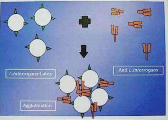 <ol><li><p>Name the test </p></li><li><p>Soluble Ag is fixed on ……..which as particulate Ag </p></li><li><p>Enumerate Examples</p></li></ol>