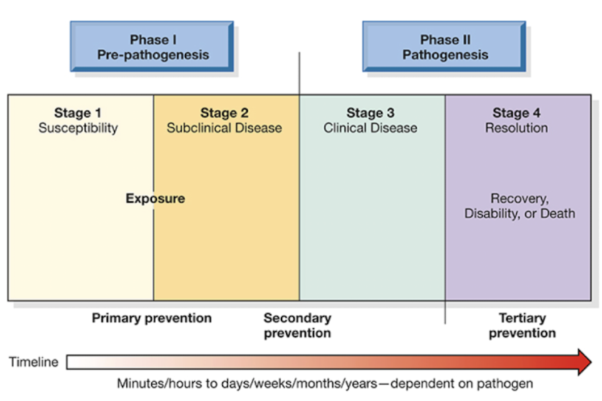 <ol><li><p>Susceptibility</p></li><li><p>Subclinical Disease</p></li><li><p>Clinical Disease</p></li><li><p>Resolution/Advanced Disease</p></li></ol><p></p>