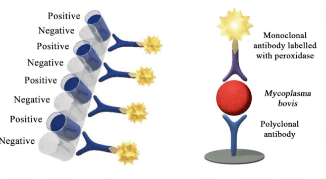 <p>Detection of <strong><em>Mycoplasma bovis</em></strong> (mastitis in dairy herds) <strong>using </strong><span style="color: green;"><strong>P48 antigen</strong></span><strong> (lipoprotein on surface of M. bovis.</strong></p><ul><li><p>Enables rapid surveillance in herds, as assay is quick and easy to carry out by farmers</p></li></ul><p></p>