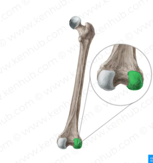 <p>What bone structure is this?</p>