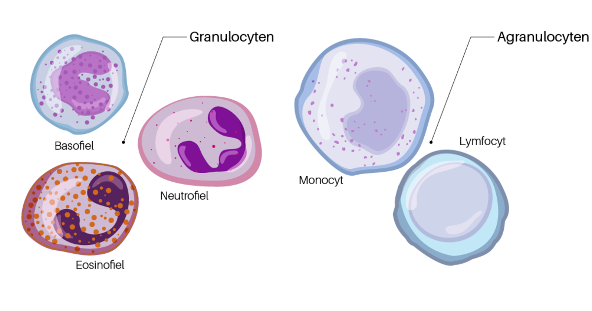 <p>Waar zijn granulocyten actief?</p>