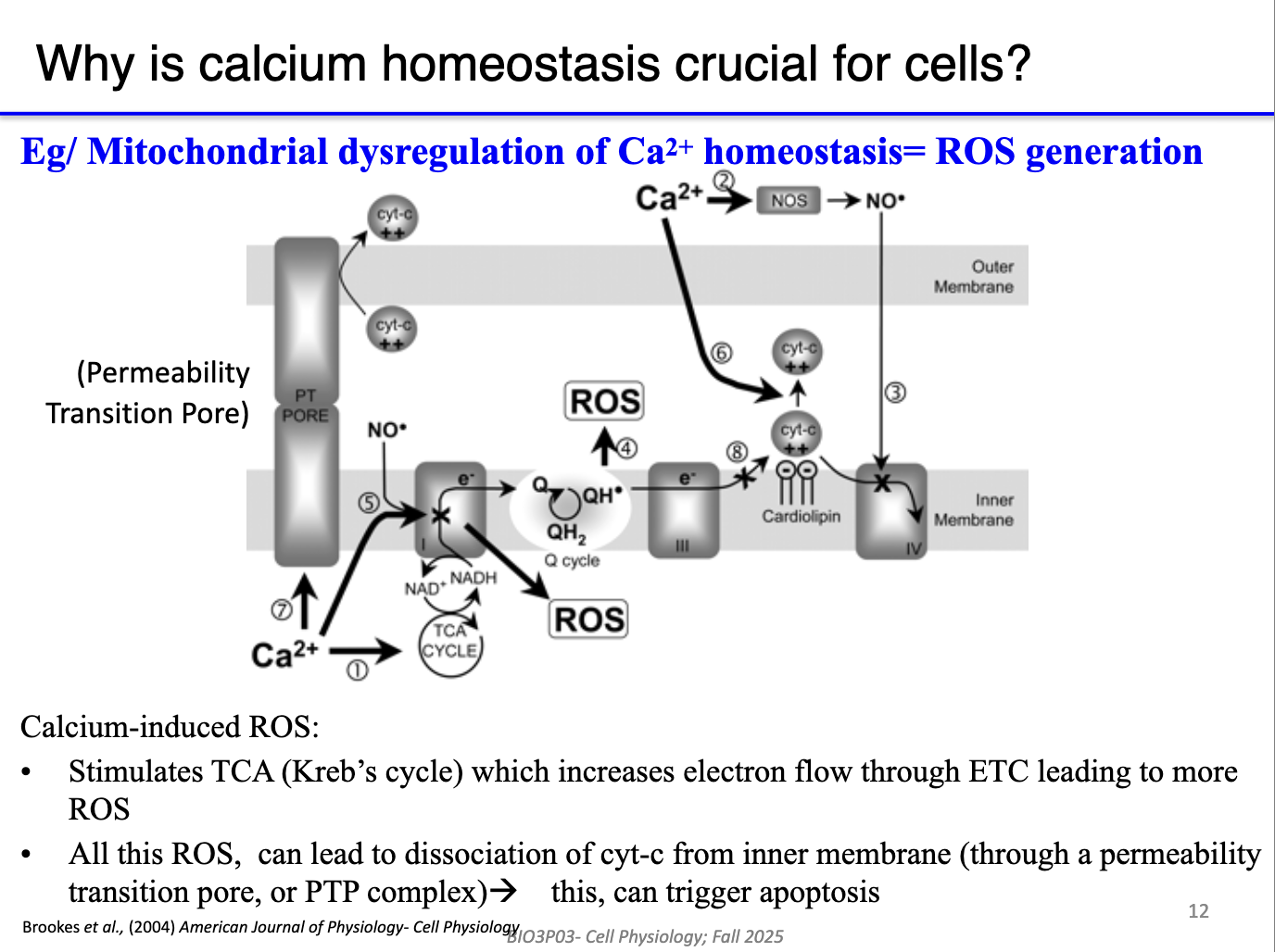 <ul><li><p><span>Excess matrix Ca²⁺ → </span><strong><span>overactivation</span></strong><span> of Krebs cycle + ETC → excessive proton pumping.</span></p></li><li><p><span>Leads to </span><strong><span>ROS (reactive oxygen species)</span></strong><span> production at the electron transport system.</span></p></li><li><p><span>ROS damage:</span></p><ul><li><p><span>DNA, proteins, lipids (especially phospholipid inner membrane).</span></p></li><li><p><span>Causes </span><strong><span>cytochrome c leakage</span></strong><span>, triggering </span><strong><span>apoptosis</span></strong><span>.</span></p></li></ul></li><li><p><span>Mitochondrial Ca²⁺ overload = major trigger for cell death.</span></p></li></ul><p></p>