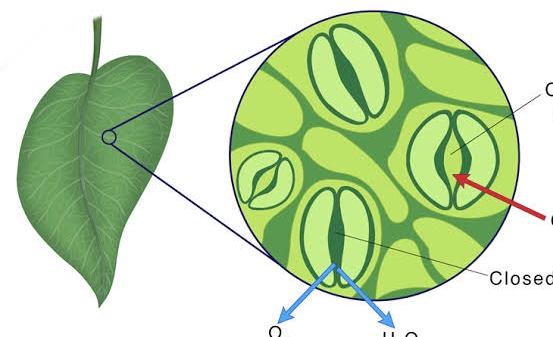<p>Plants exchange gases with the environment through <em>pores</em> called _____.</p>