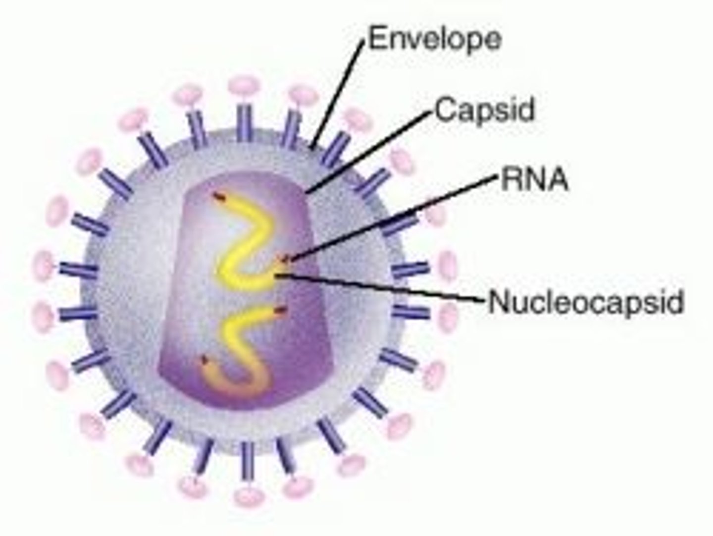 <p>capsid together with enclosed nucleic acid</p>
