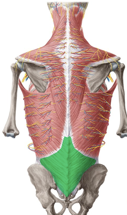 <p><span><span>•Critical structural connection, connects force between trunk and leg- Origin of transverse abdominal and internal oblique, also latissimus dorsi</span></span></p><p style="text-align: left;"><span><span>Separates into several layers</span></span></p><p style="text-align: left;"><span><span>Wraps around quadratus lumborum</span></span></p>