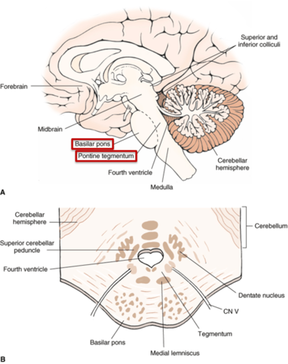 <p>1. basilar pons (ventral)</p><p>2. tegmentum (dorsal)</p>