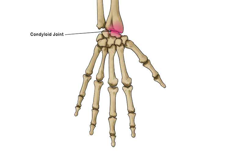 <p>synovial joint that allows for circular motion, flexion, and extension. <span style="font-size: medium; font-family: Microsoft YaHei">Metacarpals and metatarsals to phalanges.</span></p>