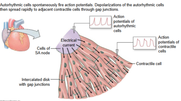 <p>Autorhythmic cells spontaneously fire action potentials. Depolarizations of the autorhythmic cells then spread rapidly to adjacent contractile cells through gap junctions</p>