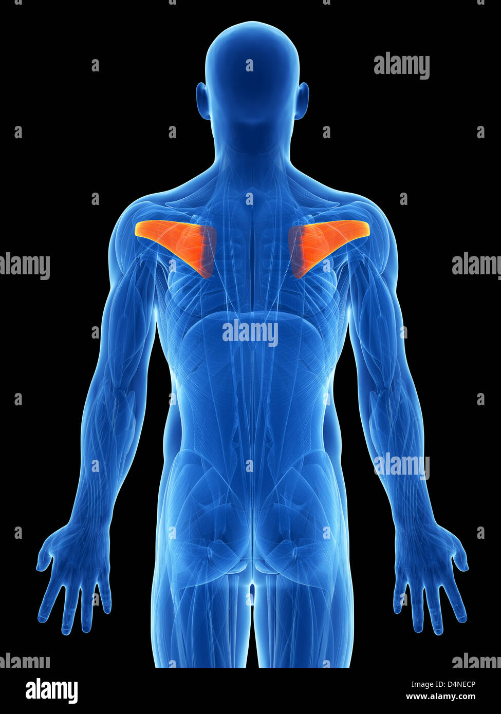 Origin: scapula

Insertion: humerus 

Action: adducts and laterally rotates the arm at the shoulder