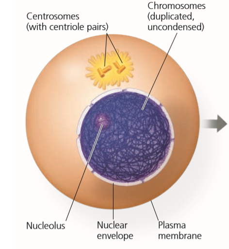 <p>Organelles that organize microtubules during cell division.</p><ul><li><p>Contains 2 centrioles which are small cylinder-shaped organelles that help form mitotic spindle.</p></li></ul><p></p>