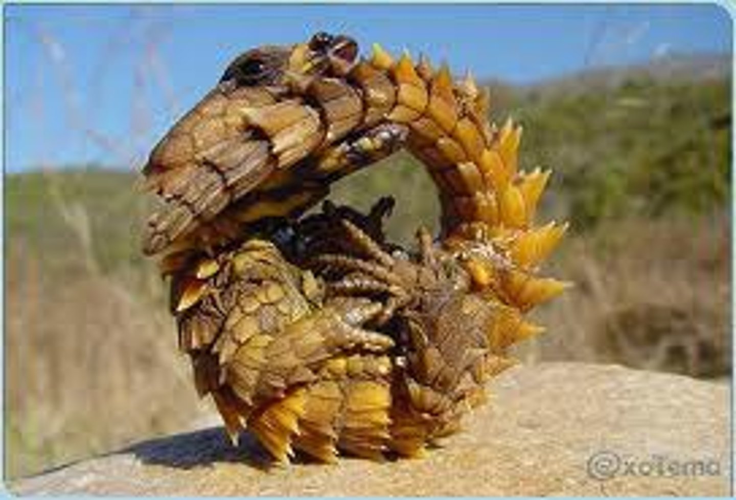 <p>Girdled, or Flat Lizards:</p><p>- rock dwellers</p><p>- osteodermes</p>