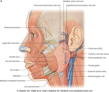 <ul><li><p><mark data-color="yellow" style="background-color: yellow; color: inherit">Facial nerve (CNVII)</mark></p></li><li><p><mark data-color="yellow" style="background-color: yellow; color: inherit">External carotid artery </mark></p></li><li><p><mark data-color="yellow" style="background-color: yellow; color: inherit">Retromandibular vein</mark></p></li></ul><p></p>