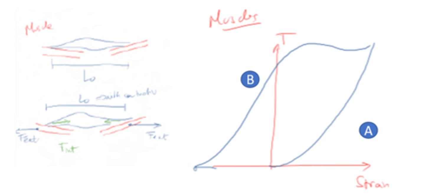 <p>. In zone A, the muscle is not contracted. It behaves as a tendon/ligament</p><p>. In zone B, the muscle is contracted. The curve is shifted to the left.</p><p>With T=0 (no stress) the muscle length is lower than at rest (stress is negative).</p>