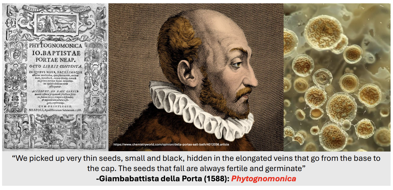 <p>“We picked up <strong>very thin seeds</strong>, <strong>small and black, hidden in the elongated veins</strong> that go from base to cap. The seeds that fall are <u>always fertile and germinate.”</u> [<em>Phytognomonica</em> 1588]</p>