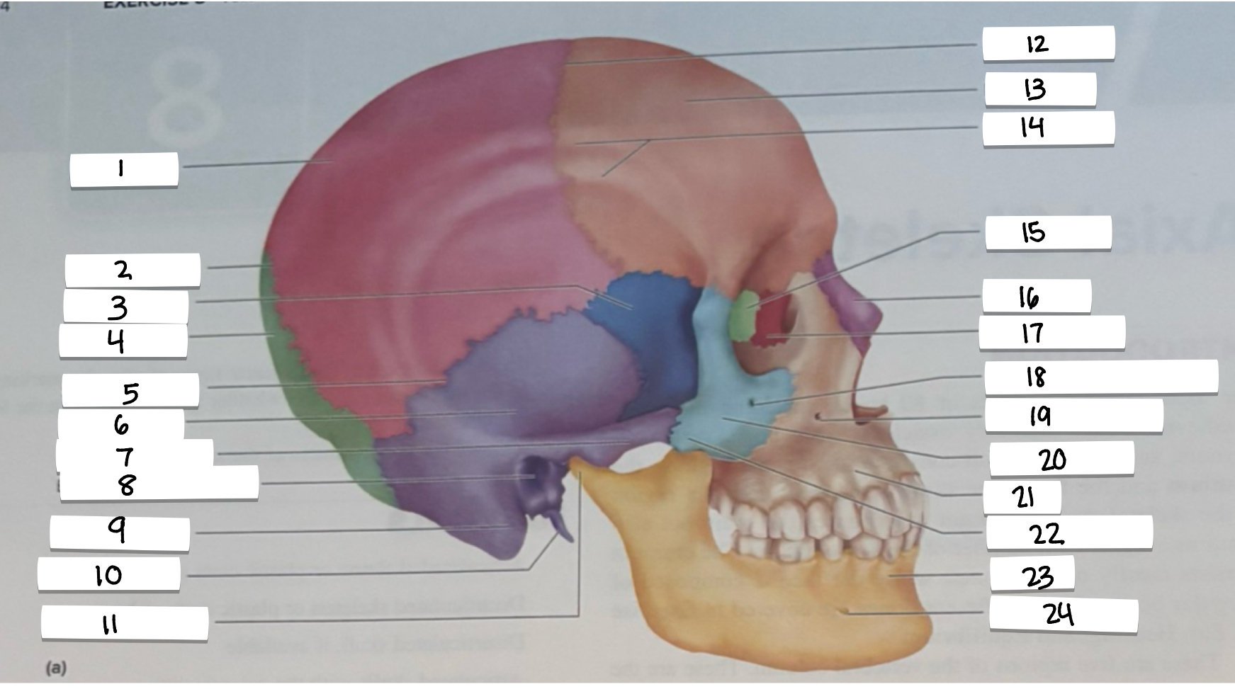 <p>14</p>