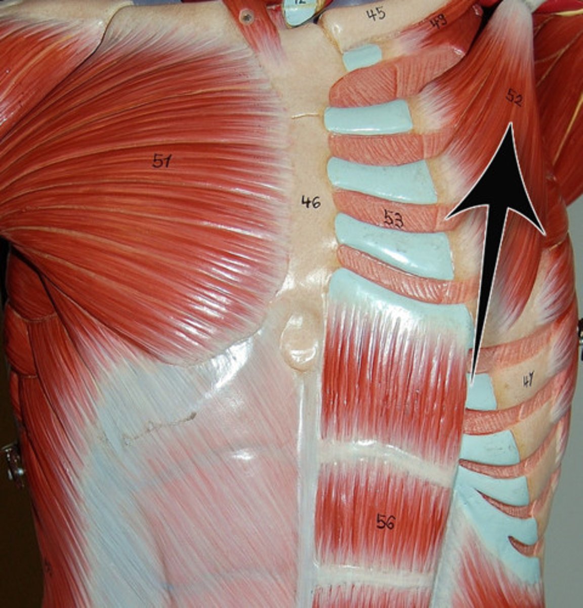 <p>protracts and depresses scapula</p>