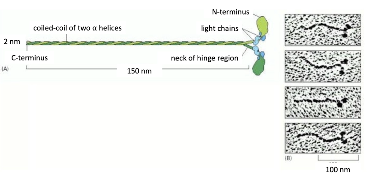 <ul><li><p><strong>Myosin II = muscle contraction motor</strong></p></li><li><p>Structure:</p><ul><li><p><strong>2 heavy chains</strong> → form <strong>coiled-coil tail</strong></p></li><li><p><strong>4 light chains</strong> (2 types) → regulate activity</p></li></ul></li><li><p><strong>Motor domain (head)</strong>:</p><ul><li><p>Seen in EM images as <strong>globular heads</strong></p></li><li><p>Located at <strong>top of tails</strong></p></li><li><p>Responsible for <strong>movement along actin</strong></p></li></ul></li></ul><p></p>