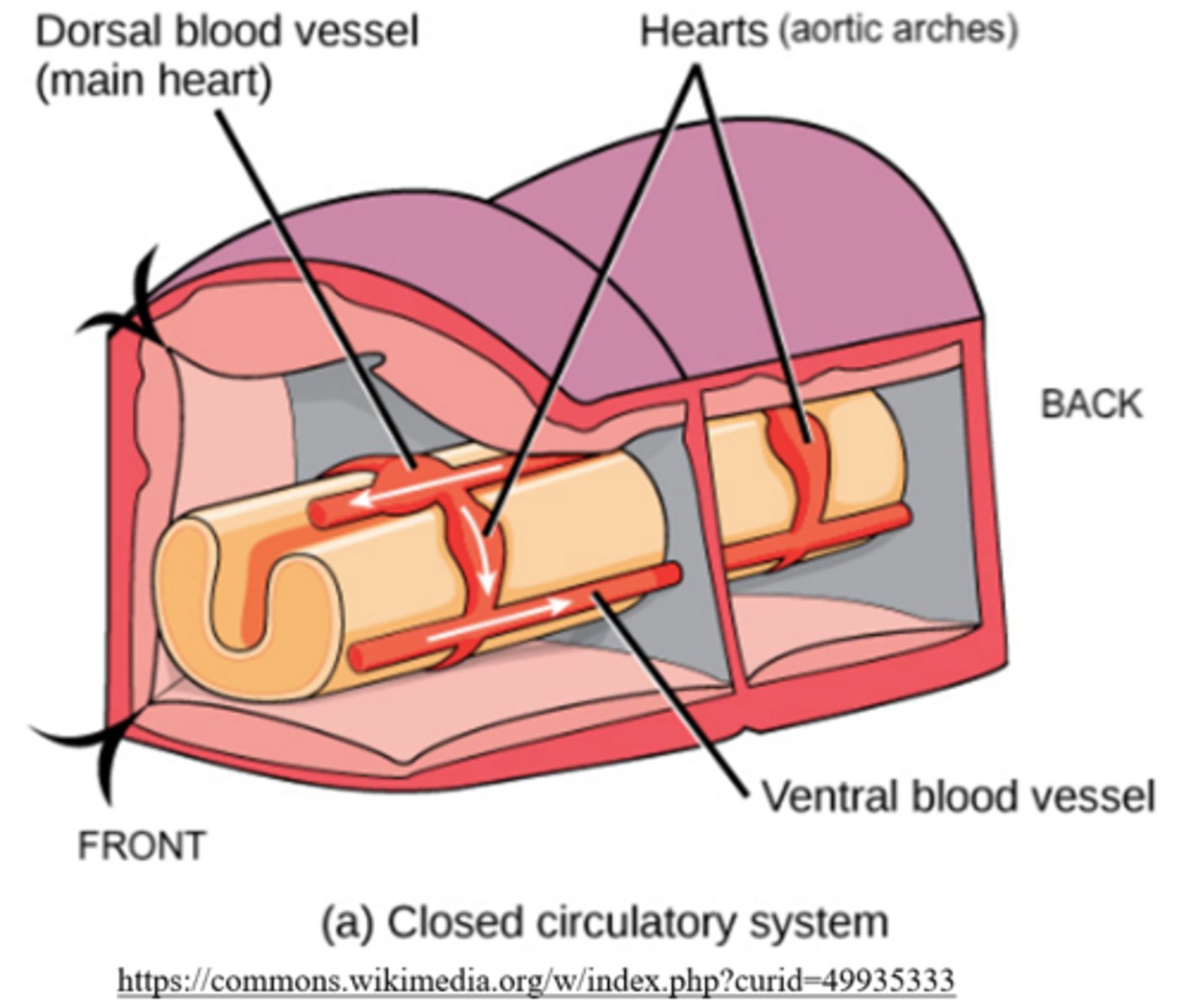 <p>aortic arches</p>