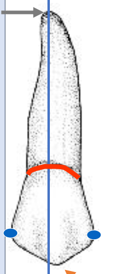 <p>Name the tooth and hi-lighted portions</p>
