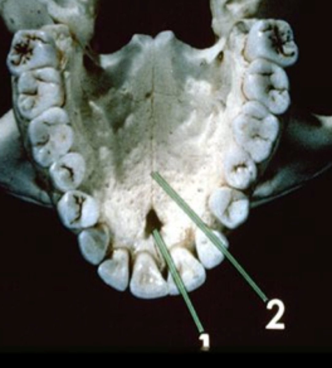 knowt flashcard image