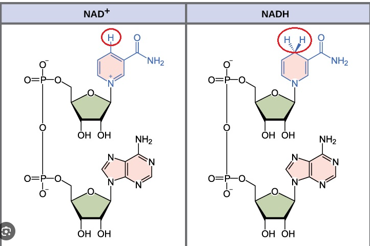 <ul><li><p>NAD+ is an electron carrier (coenzyme)</p></li><li><p>NAD+ removes two hydrogen atoms (two protons and two electrons) from original glucose molecule</p></li><li><p>Two electrons and one proton attach to NAD+, reducing it to NADH</p></li><li><p>Remaining proton dissolves in solution as H+</p></li></ul><p></p>