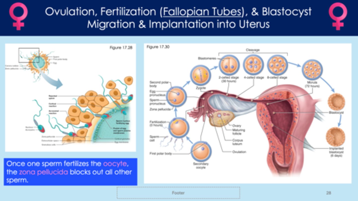 <p>- sperm enters the egg</p><p>- zona pellucida prevents more sperm from entering the egg</p><p>- secondary oocyte; fertilized egg undergoes meiosis</p><p>- continues to divide and becomes a blastocyst (5 day process)</p><p>- blastocyst is an embryo that gets implanted into the uterus</p>