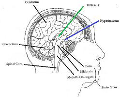 <p>The Hypothalamus and Thalamus.</p>