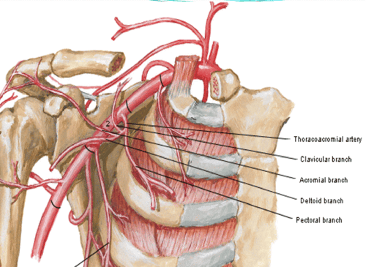 <p>clavicular area</p>