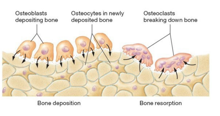 <p>In healthy bone of adults, process of formation and loss occur simultaneously; bone breakdown by osteoclasts matches bone formation by osteoblasts</p>
