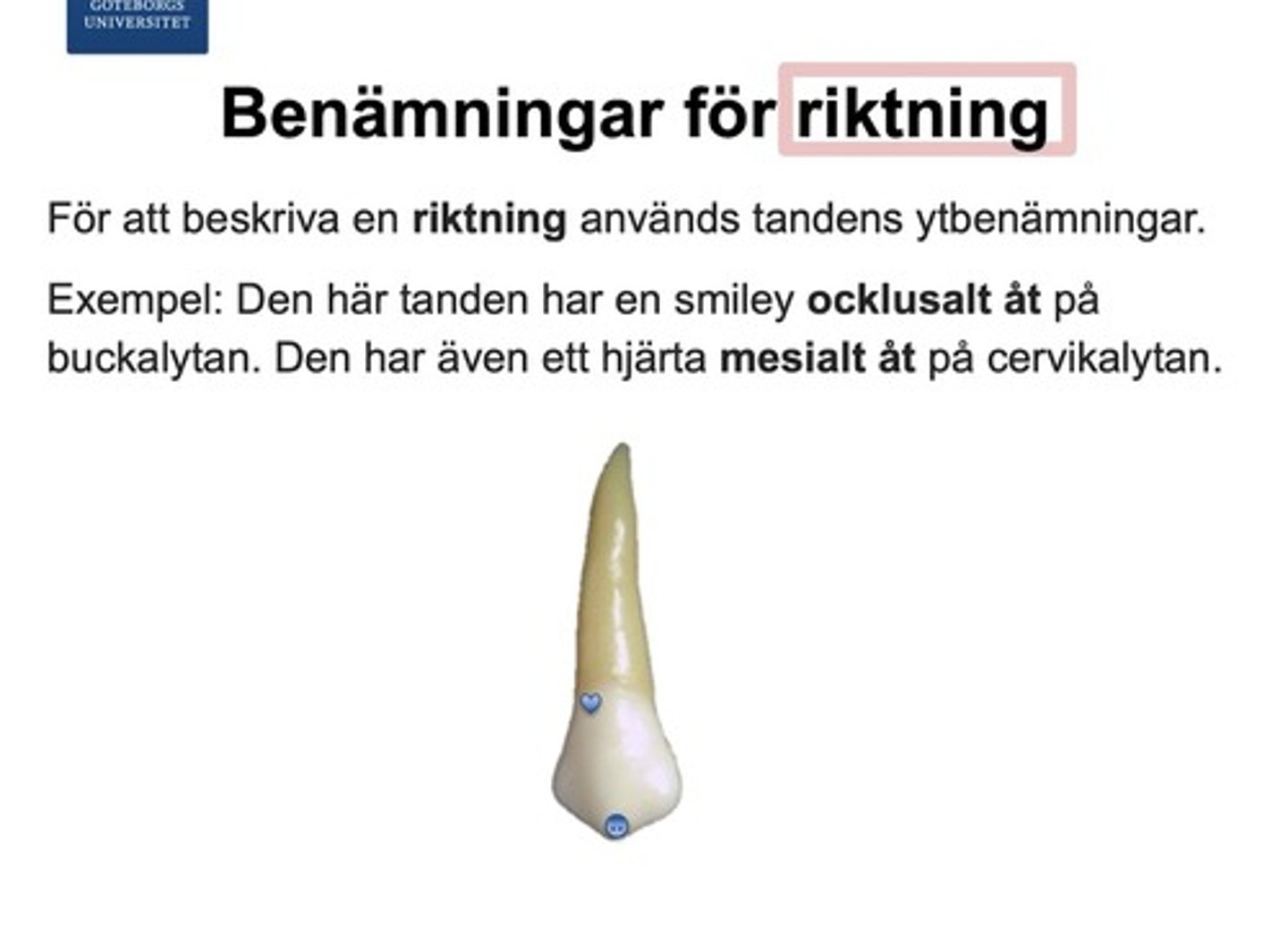 <p>Riktningen bestäms utifrån tandens yta. Exempel: tanden har ett kariesangrepp ocklusalt åt</p>