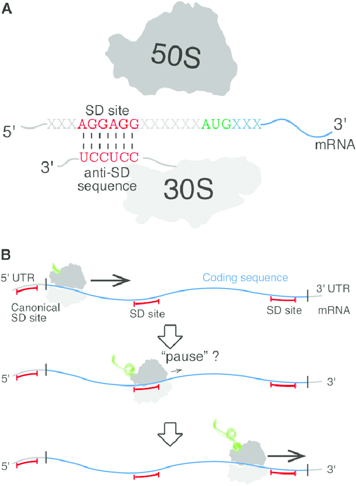 <p>is complementary to a sequence at the 3′ end of 16S rRNA of the 30S subunit, it directs the start of translation</p>